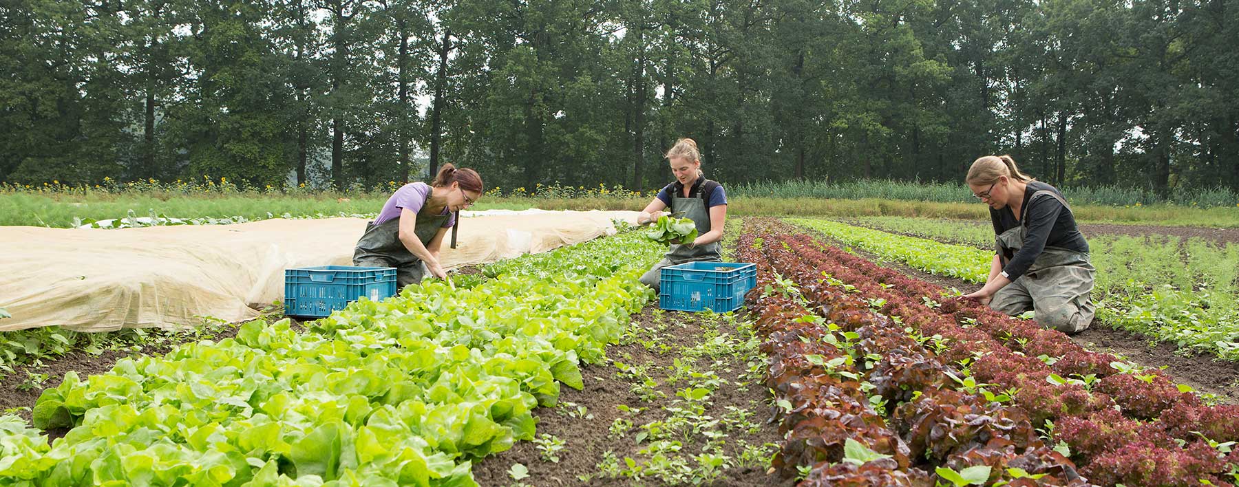 Home - Tuinderij De Stroom