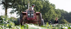 Op het land bij Tuinderij De Stroom Hemmen